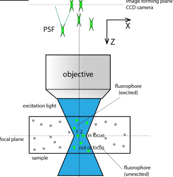 Focal Planes in Fluorescence Microscopy