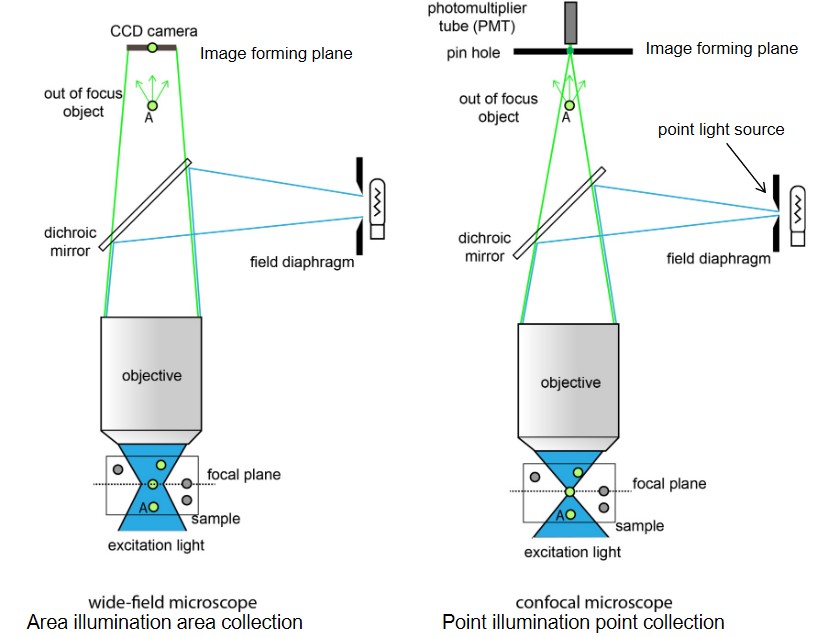 Confocal Microscopes vs. Wide-Field Microscopes