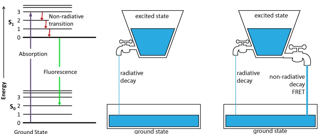 FLIM versus FRET in an Analogy