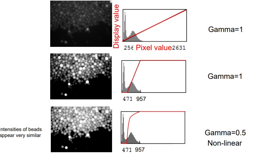 Difference Between Brightness, Gamma, and Contrast