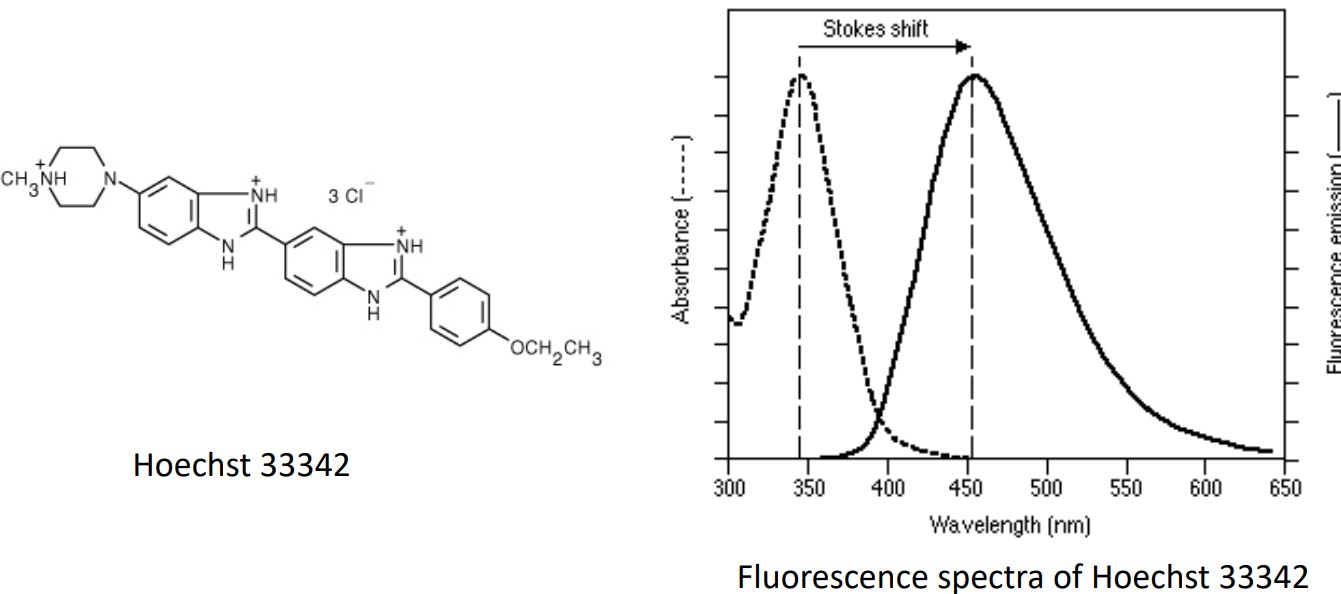 Stuctural Formual and Emission and Absorption Spectrum for Hoechst33342