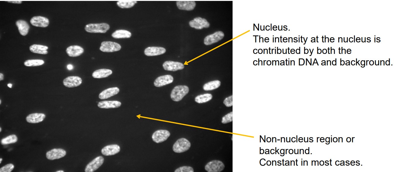 Nuclei of Cells in Medium Stained with Hoechst33342