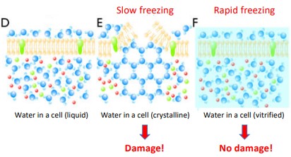 Cryo-Fixation