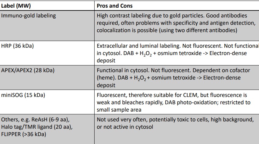 Pros and Cons in Protein Labelling Methods