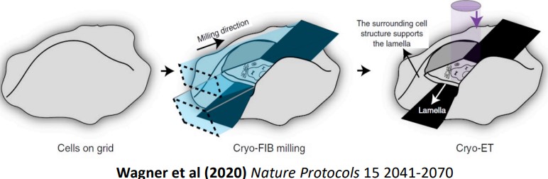 Wang et al.'s Protocol for Cryo EM