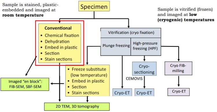 Sample Fixations