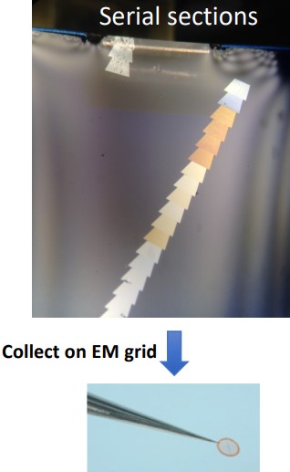 Manual Collection on EM Grids