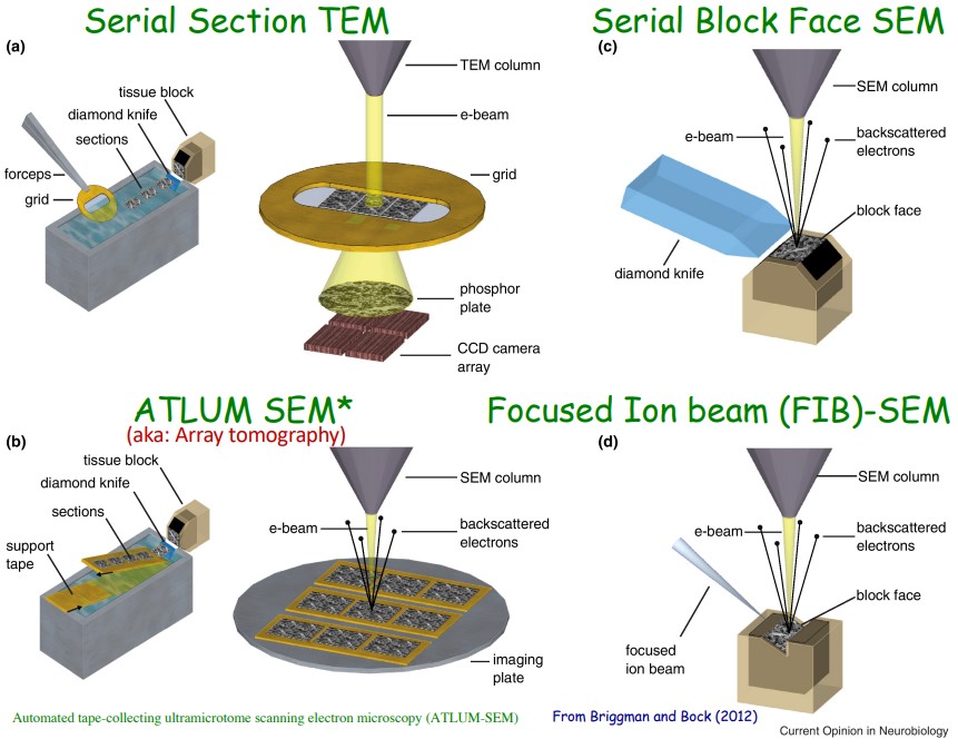 SBF-SEM and FIB-SEM Illustrations