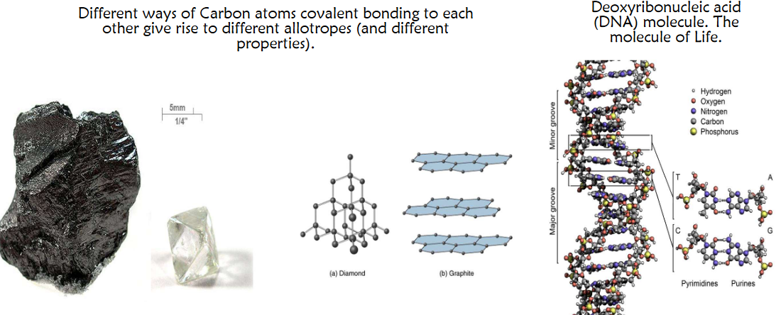 Carbon Allotropes and DNA