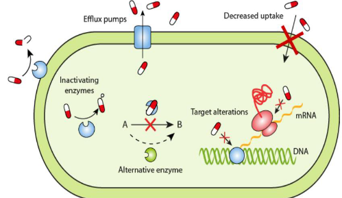 Bacterial Methods of Countering the Effects of Antimicrobials