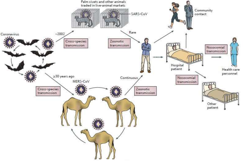 Transmission of Coronaviruses