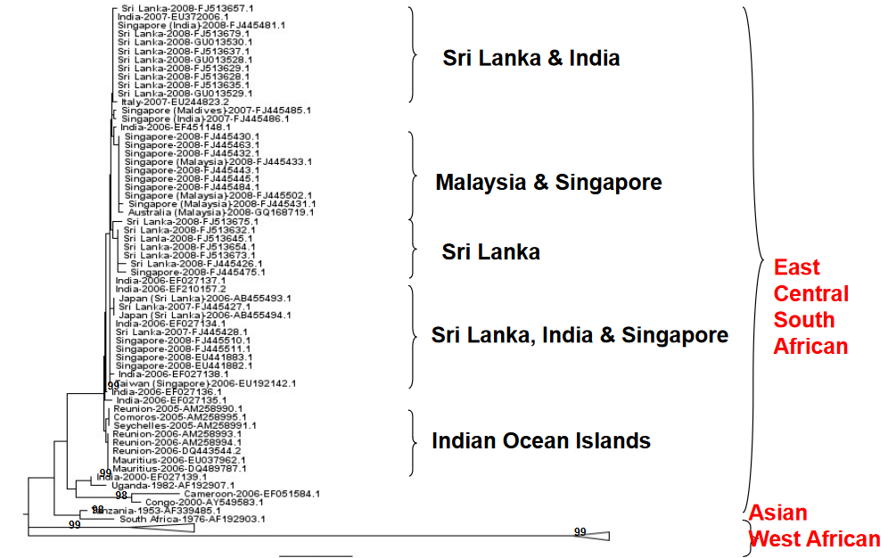 Serotypes of Chikungunya Virus