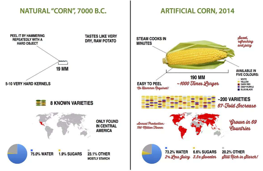 Corn Breeding in the Past and the Present