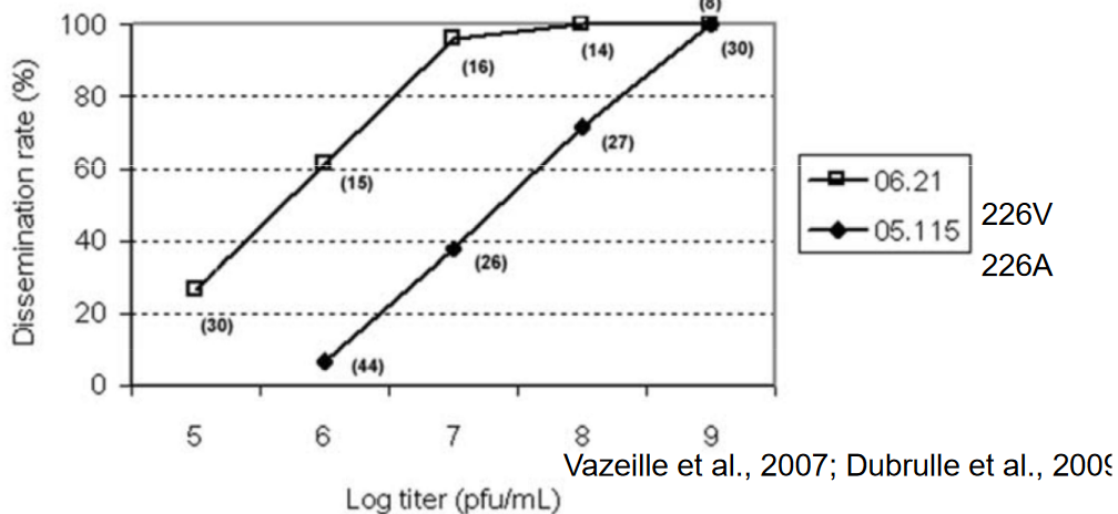 Dissemination Rate of Two Different Variants of the Chikungunya Virus