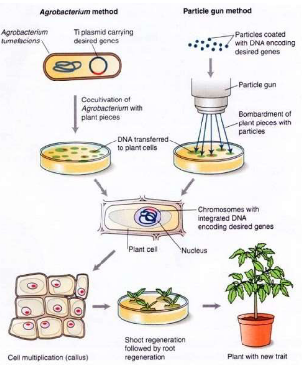 Making Genetically-Modified Plants