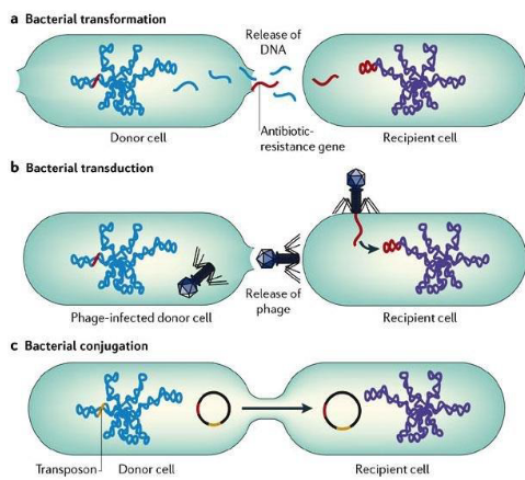 Modes of Horizontal Gene Transfer