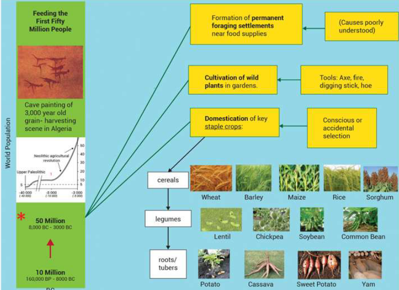 Infographic of the Neolithic agricultural revolution