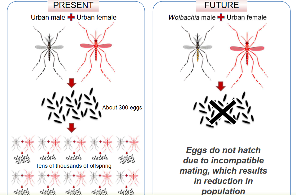 Idea Behind Vector Control via Malef Breeding