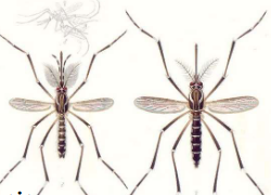 *Aedes aegypti* Specimens