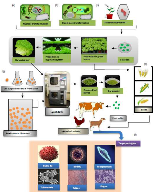 Process of Creating Vaccines Based on Plants