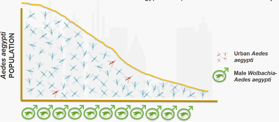 Decline in *A. aegypti* Populations From Project Wolbachia