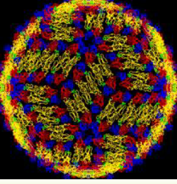 Sarawak Variant of Dengue Virus