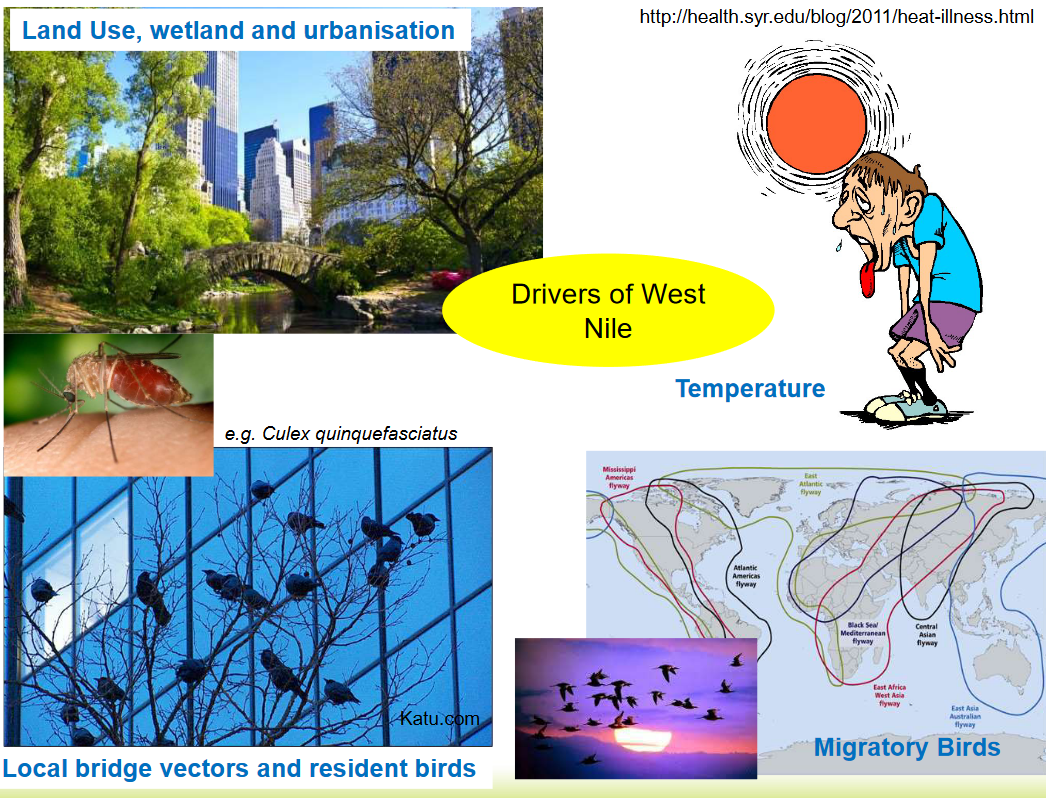 Drivers of West Nile Cases