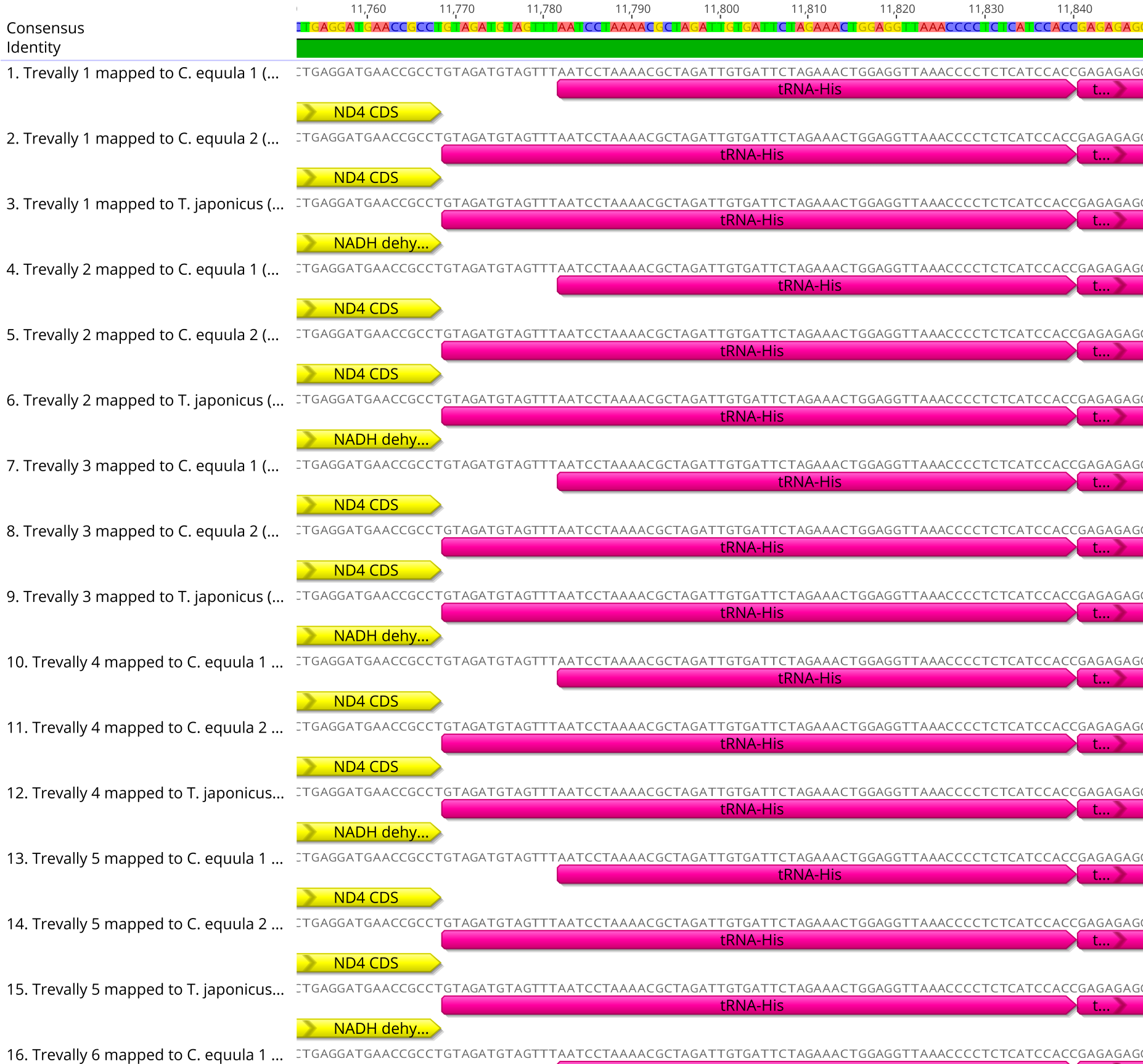 An example of the annotation conflicts among consensus mitogenomes associated with using three different reference mitogenomes.