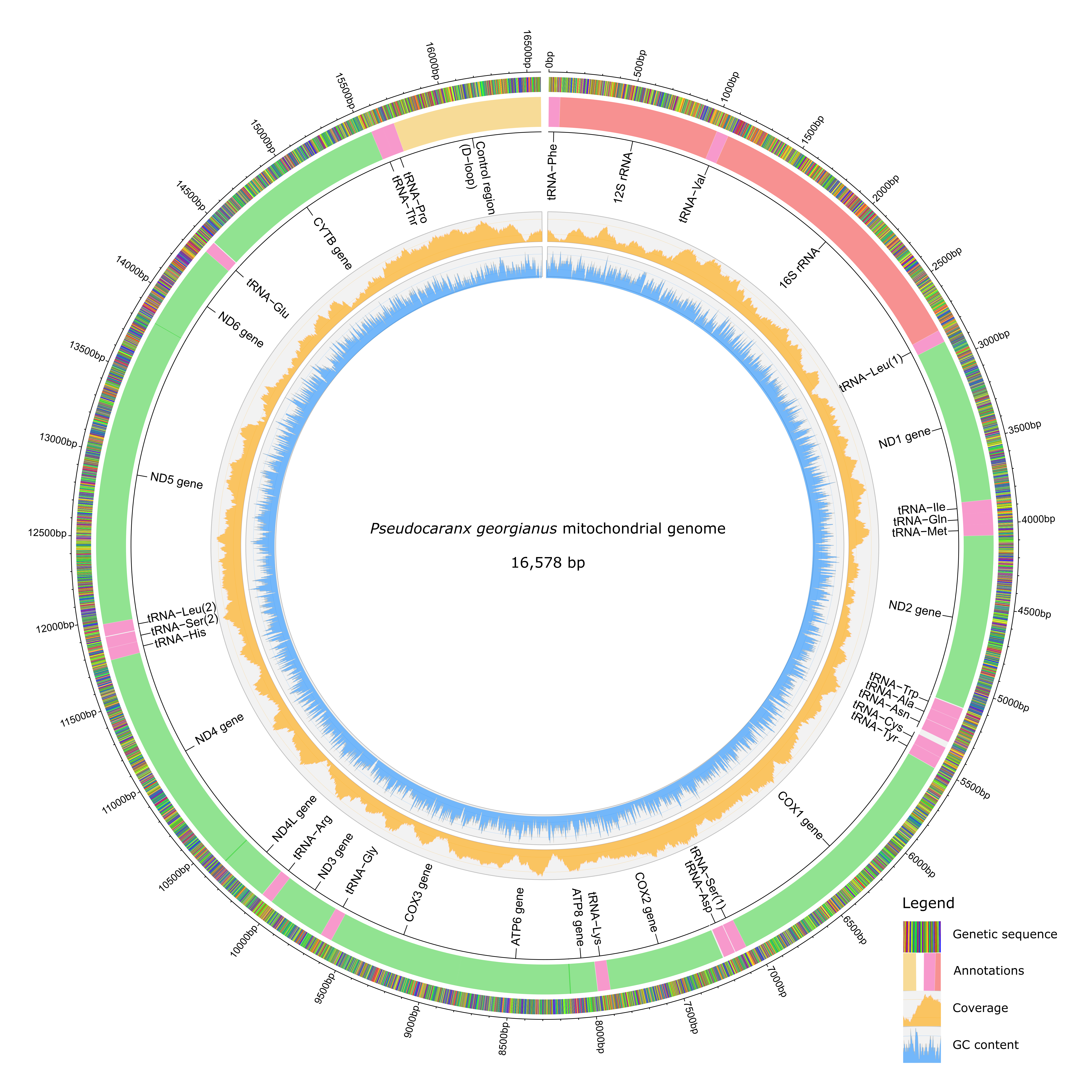 The final annotated *P. georgianus* mitogenome.