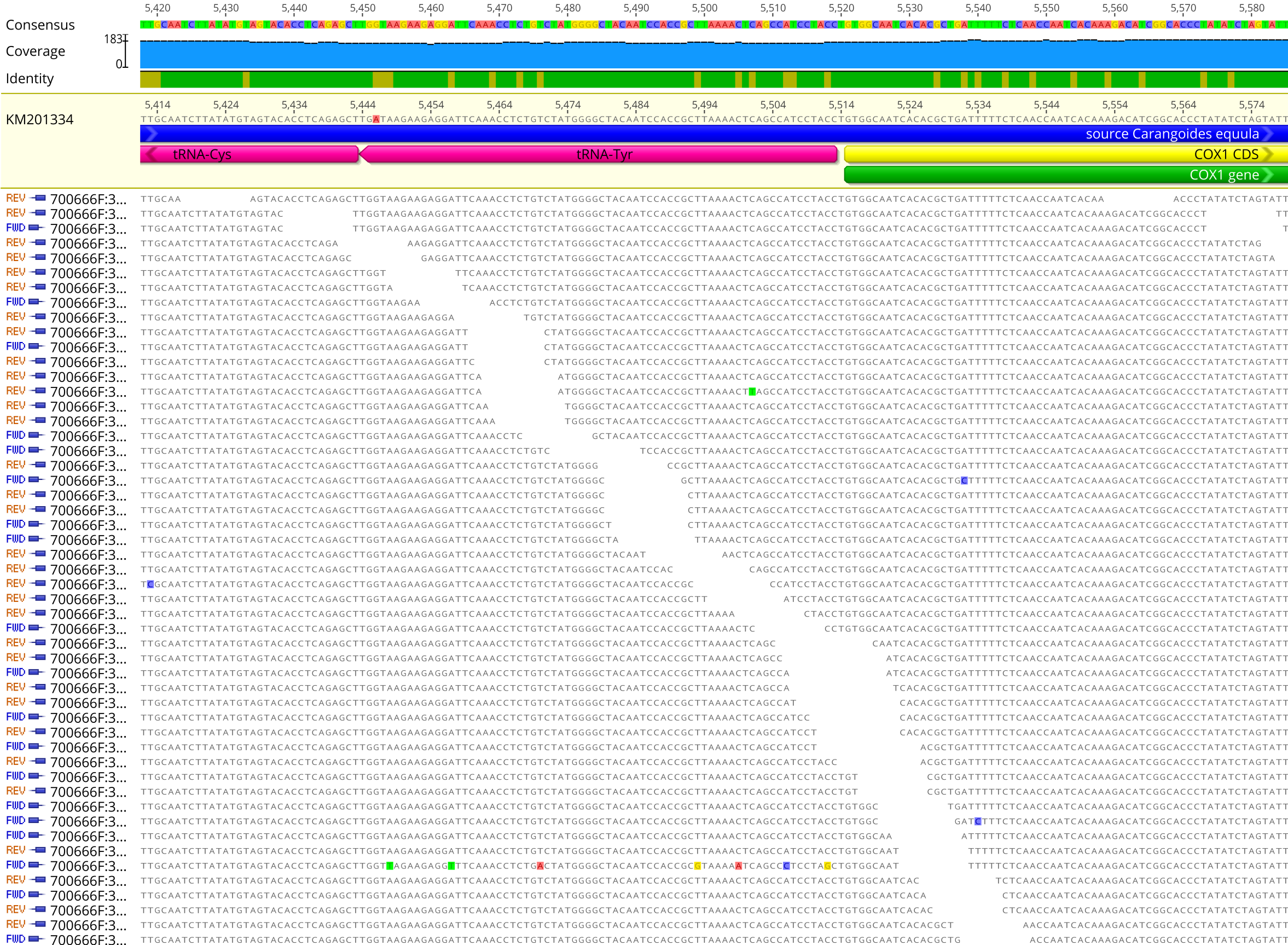 An example contig scaffold assembled in Geneious version 11.1.5 including nucleotide discrepancies within contigs.