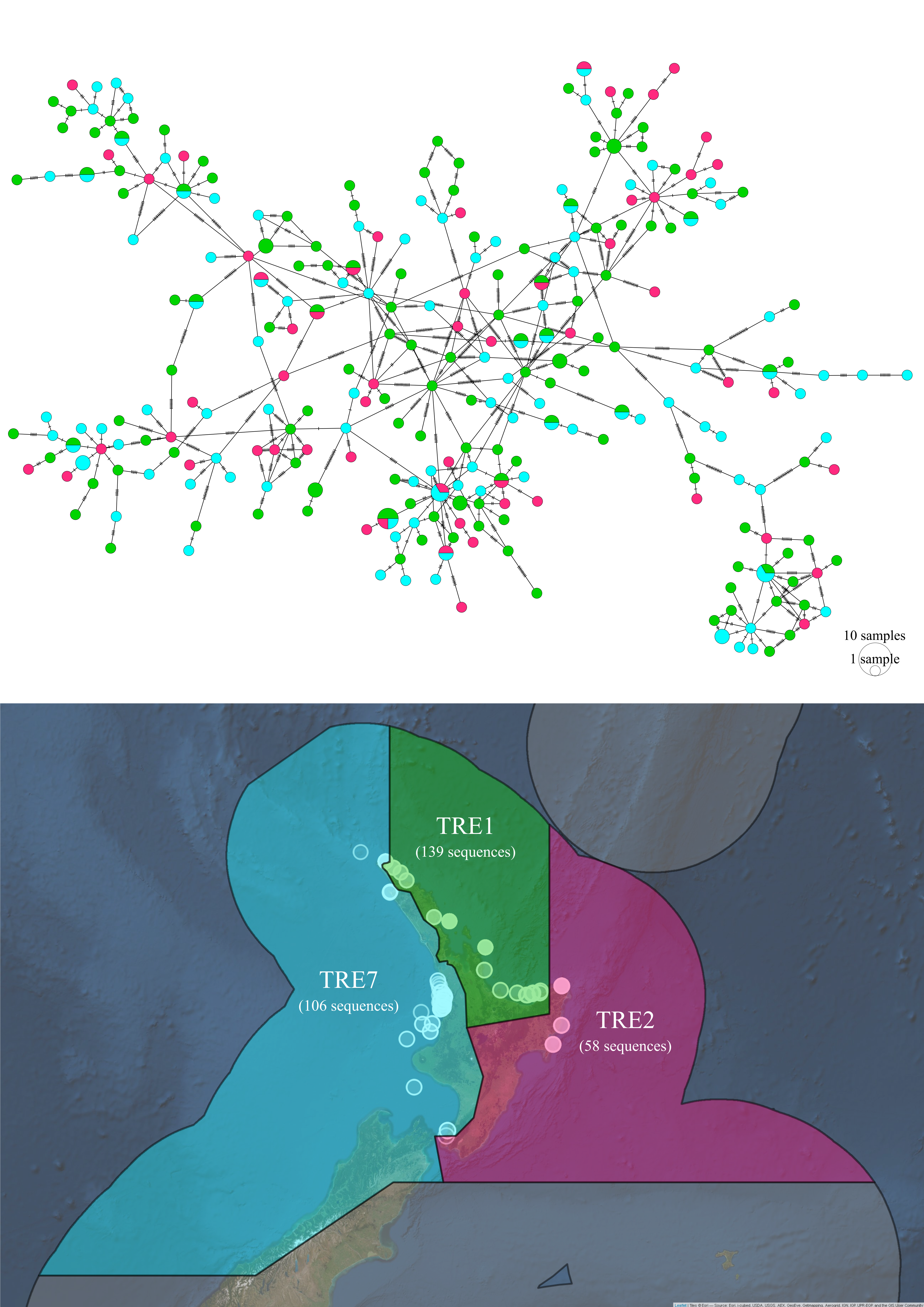 Haplotype network and sampling locations of Trevally from three Quota Management Areas in New Zealand.