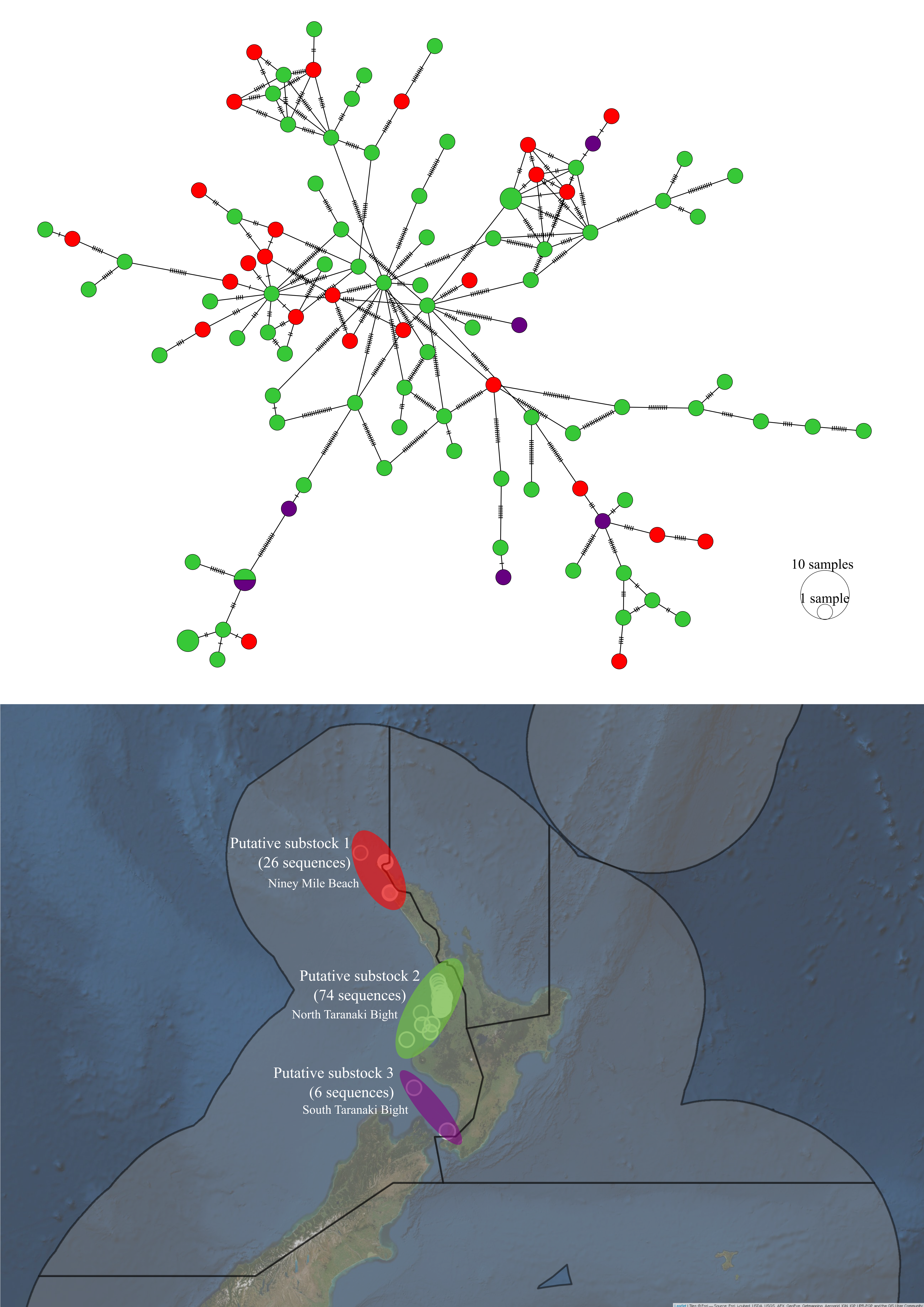 Haplotype network and sampling locations of *P. georgianus* from three putative substocks within TRE7.