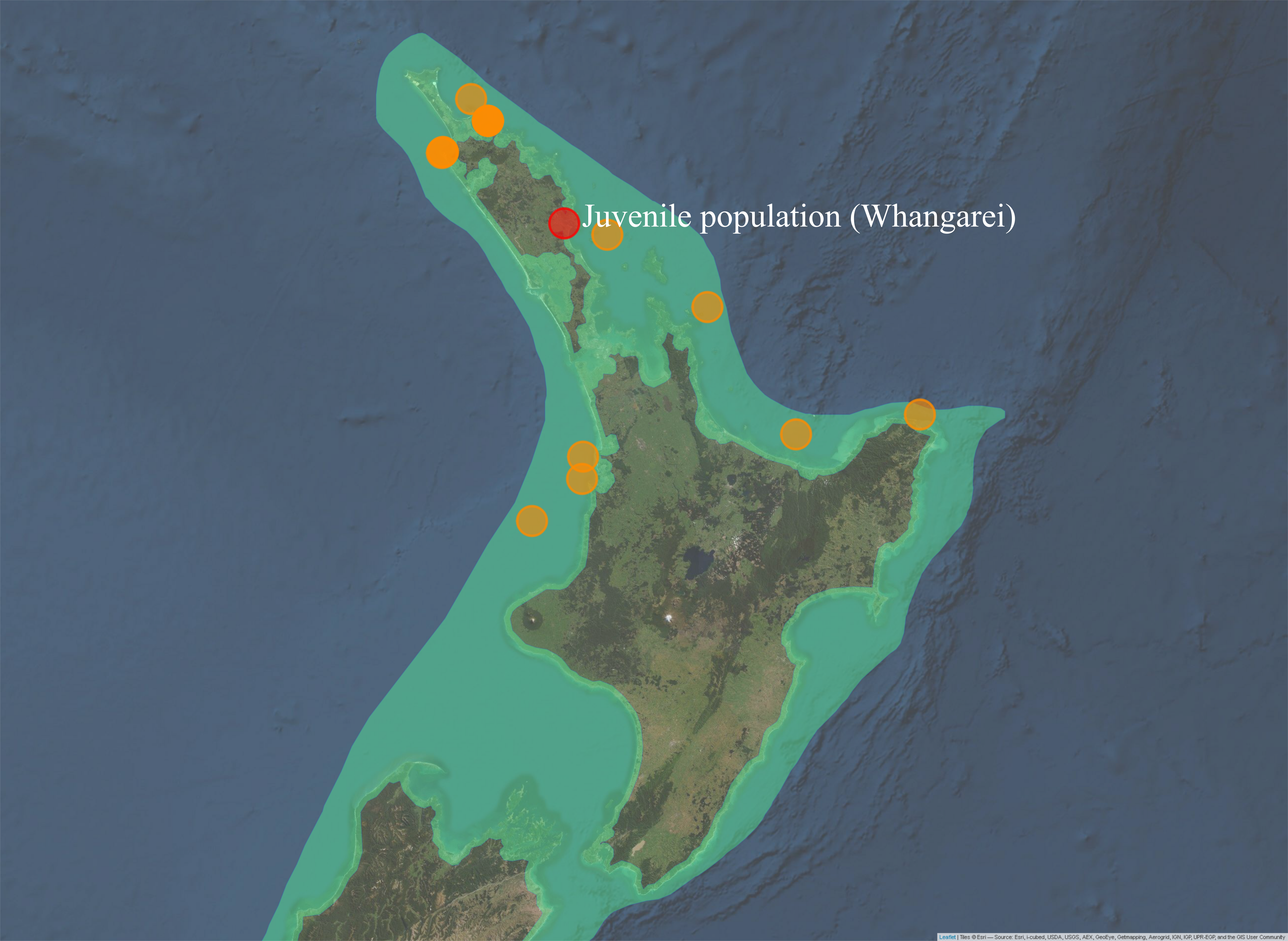 Sampling locations of adult *P. georgianus* with the same haplotypes as juveniles caught in Whangarei (top) or haplotypes with one (middle) or two (bottom) single nucleotide differences.