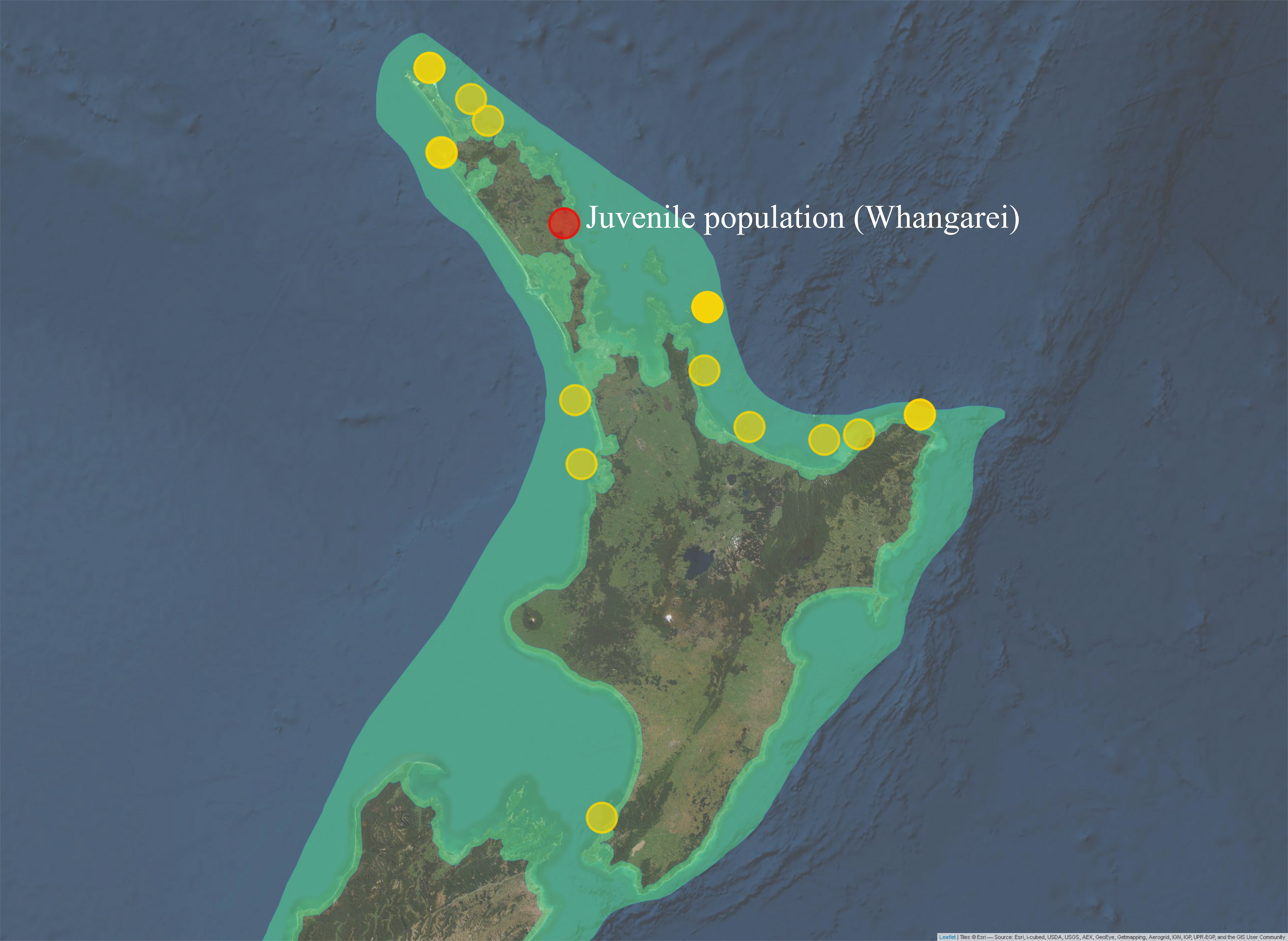 Sampling locations of adult *P. georgianus* with the same haplotypes as juveniles caught in Whangarei (top) or haplotypes with one (middle) or two (bottom) single nucleotide differences.