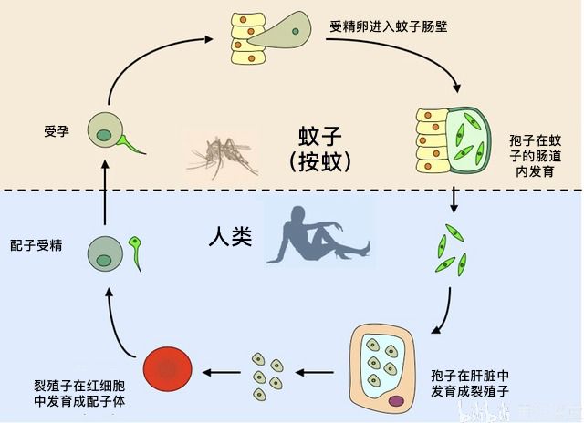 疟原虫传播环节