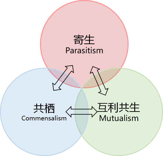 共生、共栖、寄生关系示意图