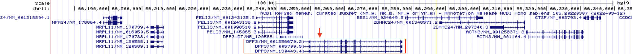 Notice how DPP3, highlighted with a red box, begins and ends transcription at the same location but the RNA transcript that is produced is spliced in three distinct ways to produce three alternative splice forms. One obvious difference is highlighted with a red arrow. The 2nd and 3rd splice forms have an exon not included in the topmost splice form listed.