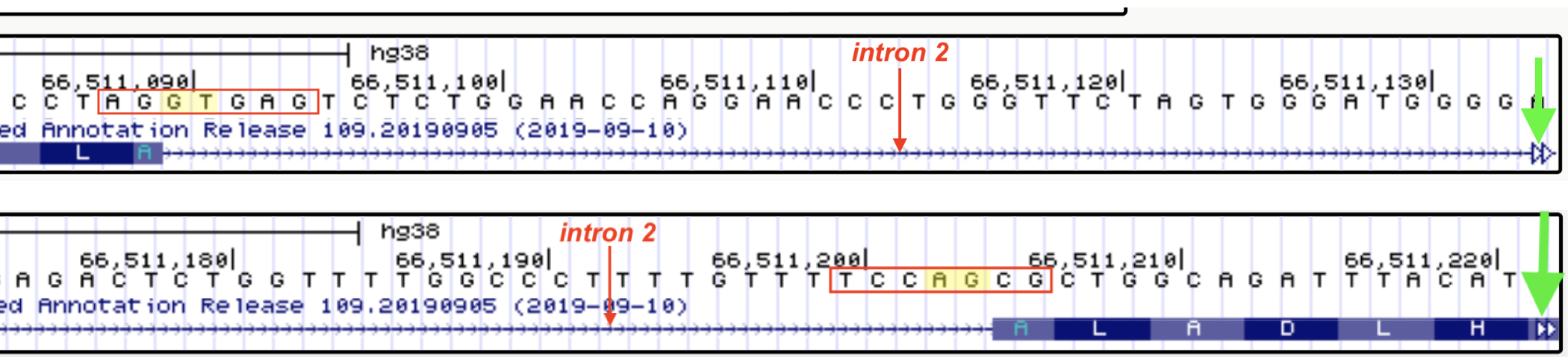 An example of the nucleotides you will include in your multiple sequence alignment (MSA) are boxed. For example, if you are creating an MSA of the 5' splice site and surrounding sequence you will always include the last two nucleotides of the upstream exon and the first 5 nucleotides of the intron (See box at left). If you are creating an MSA of the 3' splice site and surrounding sequence you will always include the last five nucleotides of the intron and the first 2 nucleotides of the downstreanm exon (See box at right). To quickly jump to the next intron-exon junction, click on the open arrowhead on the far right (green arrows point to the open arrowheads). Another way to quickly view 5’ and 3’ splice site sequences is by clicking on the gene schematic in the NCBI Refseq track and then clicking on the 'View details of parts of alignment within browser window' link. No additional instructions given for this method.