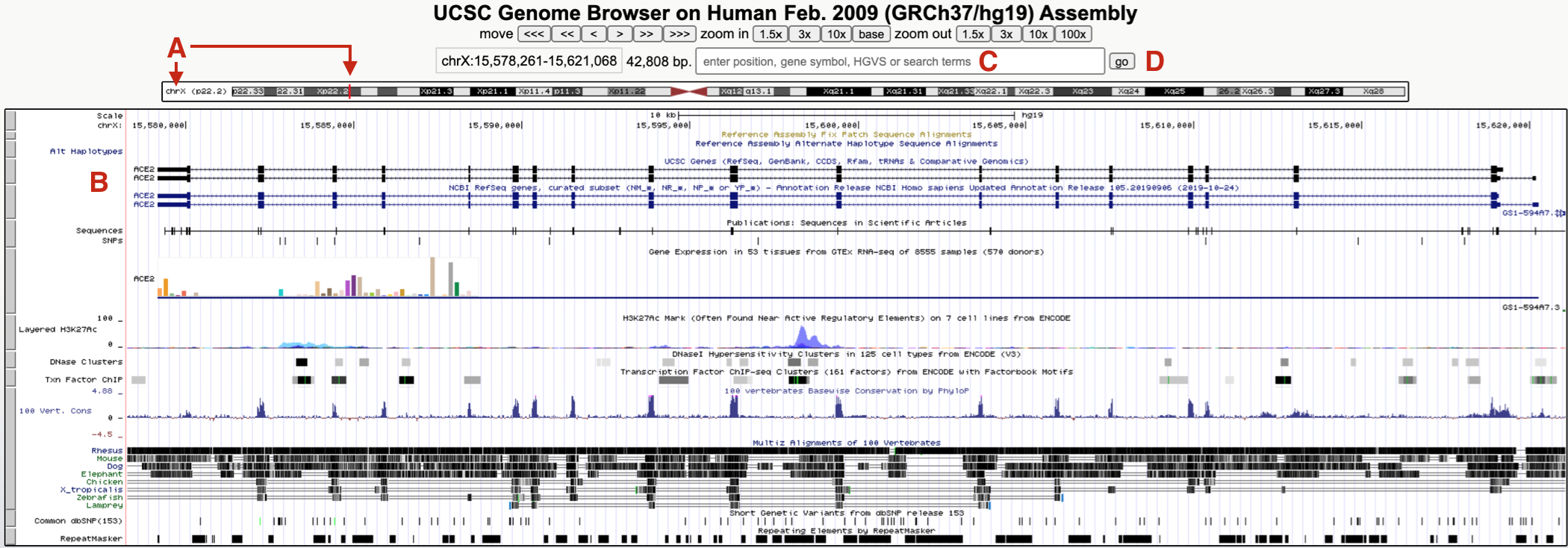 The UCSC Genome Browser window focused on a small region of the X chromosome (A) on a gene called ACE2 (B). To hop to BBS1, use the search window (C) then click *Go* (D). See text for important details.