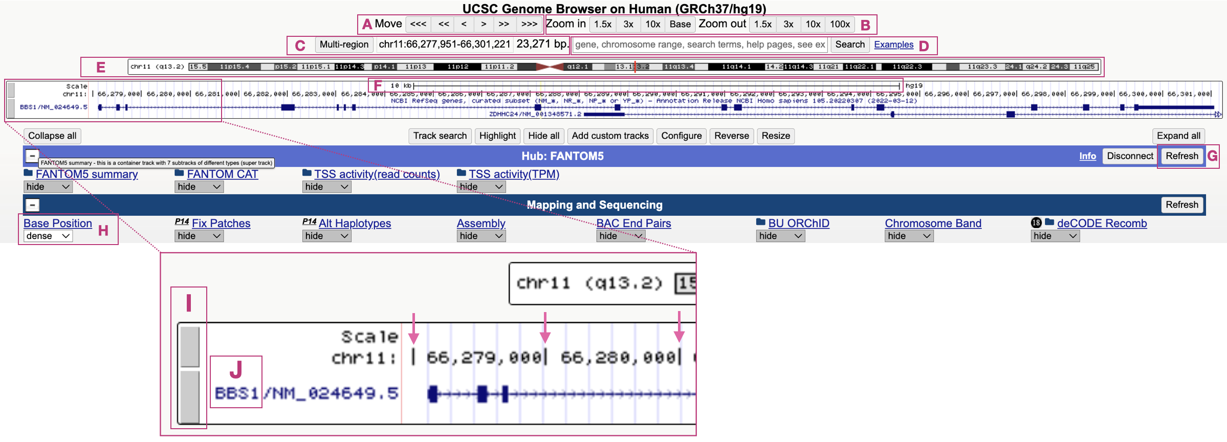 An annotated version of the Genome Browser as it will appear when you click the BBS1 session link provided. See text for annotation details.