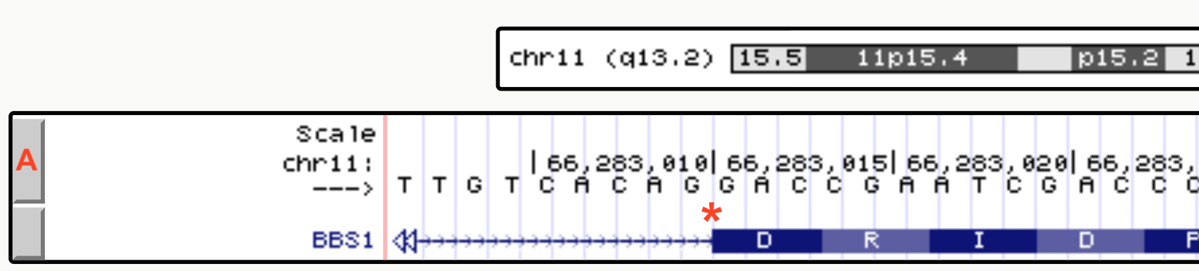 The drag-select tool was used to zoom in close to a small portion of an exon intron junction of BBS1. As you can see the first 4 nucleotides of the exon shown are G-A-C-C.