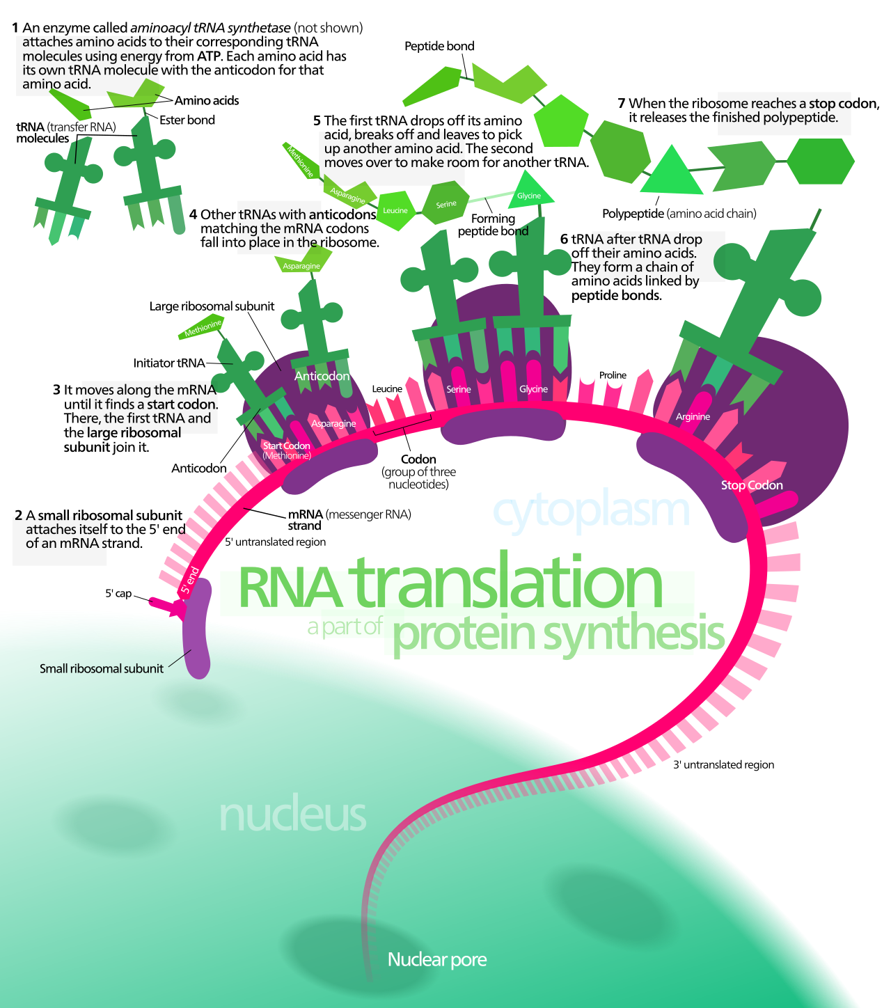 A schematic representation of translation. Image by Kelvinsong