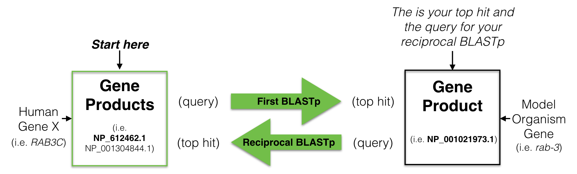 A schematic diagram to explain a reciptrocal best hit analysis. See text for details.