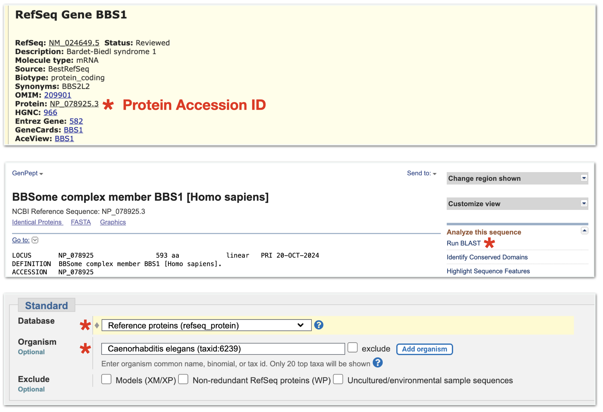 When you click anywhere on the BBS1 gene schematic, a gene information page will open. Click on the protein accession ID link (asterix, top image). A protein information page for BBS1 will open. Click on the **Run Blast** link on the right side of the page (asterix, middle image). The BLASTp submission page will open. Notice that the Protein Accession ID is present in the Query window. Now scroll down to the section where you choose your Database and Organism (bottom image). Choose **Reference Proteins (Refseq Proteins)** for your **Database**. In the **Organism** window, start typing in the latin name of your model system of choice then choose your species from the popup menu. Finally, scroll all the way to the end of the page and click **BLAST**.