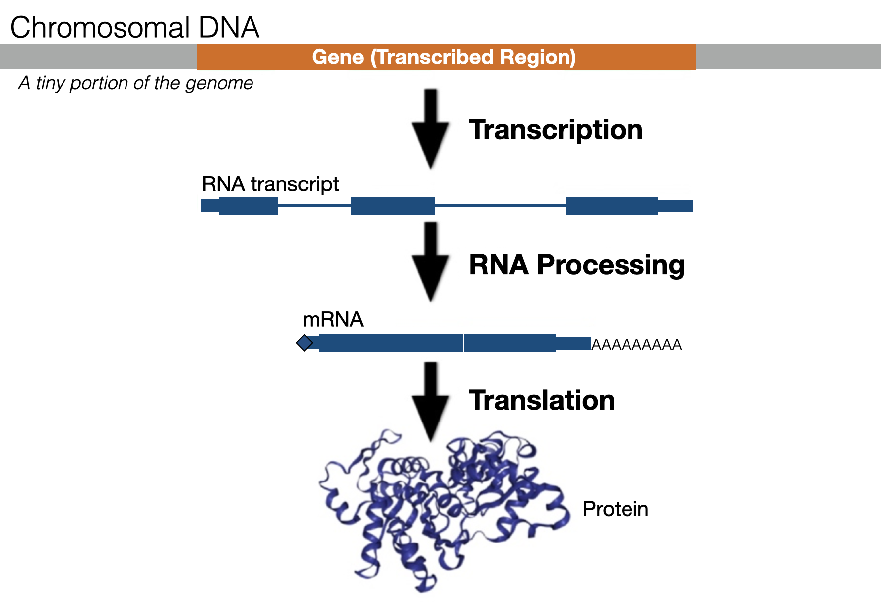 An overview of Gene Expression. A small segment of a chromosome (light grey) containing a single gene (orange) is shown. The RNA transcript is highlighted as blue rectangles (exons) and blue lines (introns). Introns are removed during RNA processing to create a mature messenger RNA (mRNA)