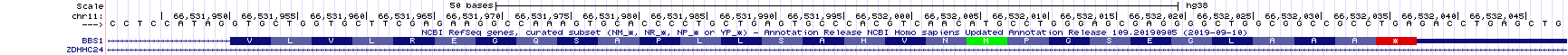 The coding portion of the last exon of BBS1 ends with the stop codon, a red codon containing an asterix. The 3' UTR begins directly after the stop codon.