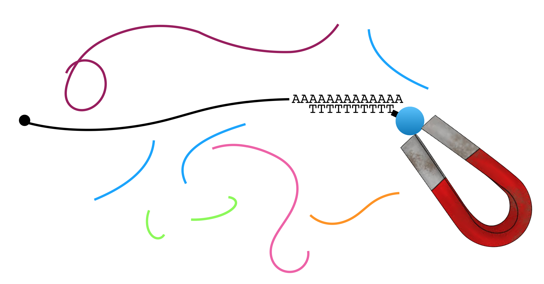 A common mRNA extraction method involves the use of magnetic beads attached to oligo dT. The oligo dT binds the poly-A tail present on mRNA. The magnet captures the mRNA while the other types of RNA are removed during a washing step.