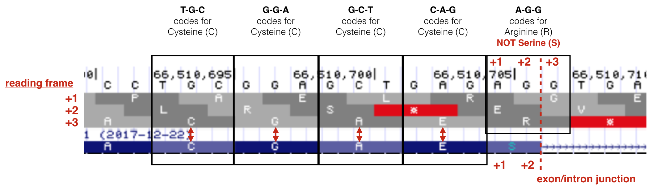 This is a close up view of the exon/intron junction of exon 1 for BBS1. Notice there is an S (serine) in the BBS1 polypeptide at the end of exon 1 while there is an R in the +3 reading frame! The descrepcancy is due to the fact that the last nucleotide of the codon that codes for R is in the intron which will be spliced out. The real last nucleotide of this codon is at the beginning of exon 2!  