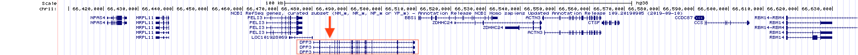 The DPP3 gene produces three unique mRNAs. See the red box. One obvious difference is highlighted with a red arrow. The 2nd and 3rd splice form have an exon not included in the topmost splice form listed.