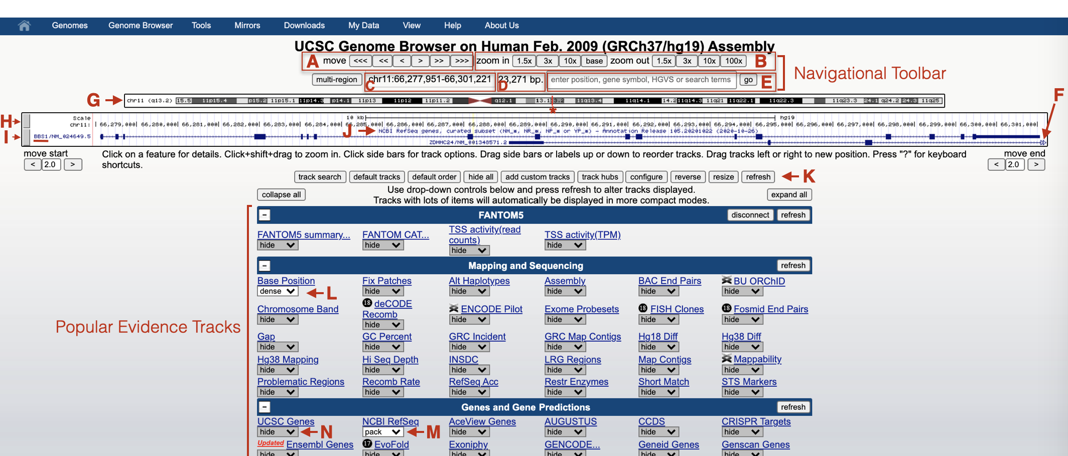 An annotated version of the Genome Browser as it will appear when you click the saved session link provided in the text above. To move left or right see A. To zoom in or out, see B. To see where the browser window is located in the human genome, see C. This will indicate which chromosome BBS1 is on and the chromosomal coorindates. To see the size of the browser window, see D. To jump to a new location use the search window in E. G points to a graphical representation of the chromosome that includes BBS1. Below G, is the browser window itself. It consists of two evidence tracks, H and I. H points to the base position track and I points to the gene position track. J points to the name of the specific gene position track displayed. F points to an open triangle symbol that indicates that there is more to the ZDHHC24 gene that is shown in this window.